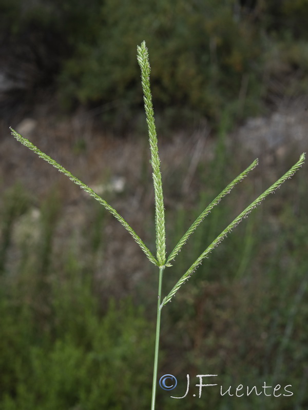 Eleusine indica.10