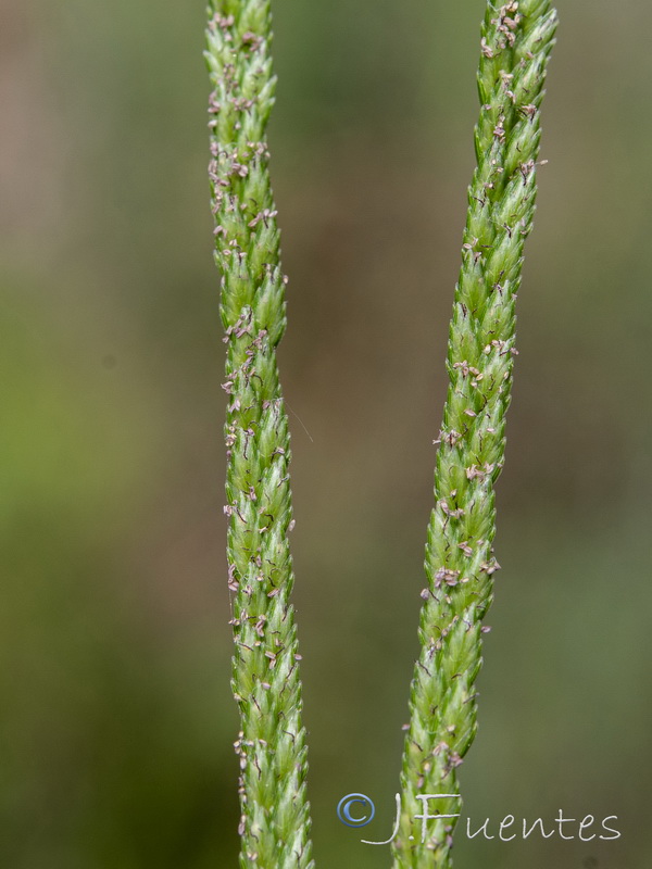 Eleusine indica.11