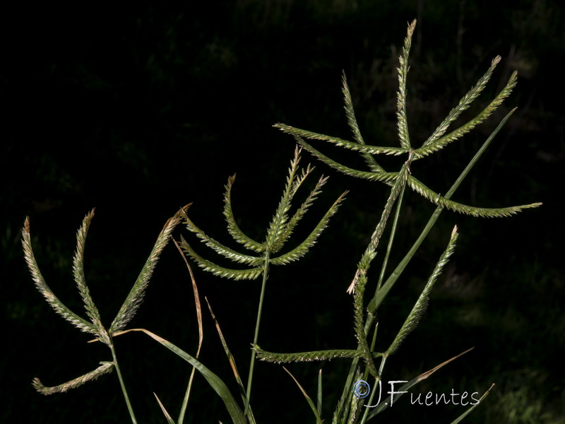 Eleusine indica.12