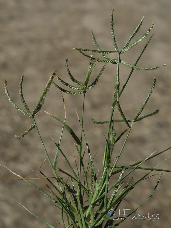 Eleusine indica.02