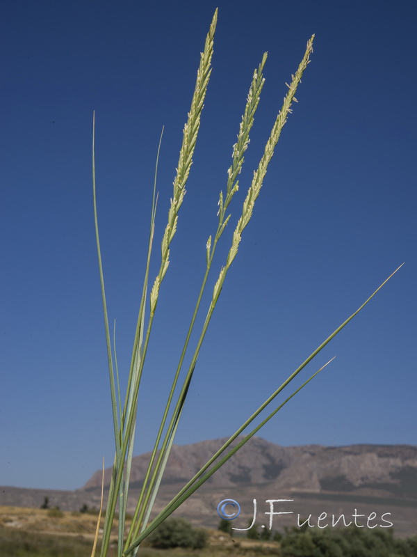 Elymus elongatus elongatus.01