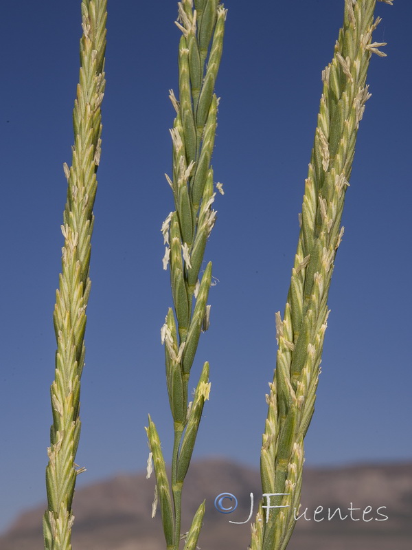 Elymus elongatus elongatus.02