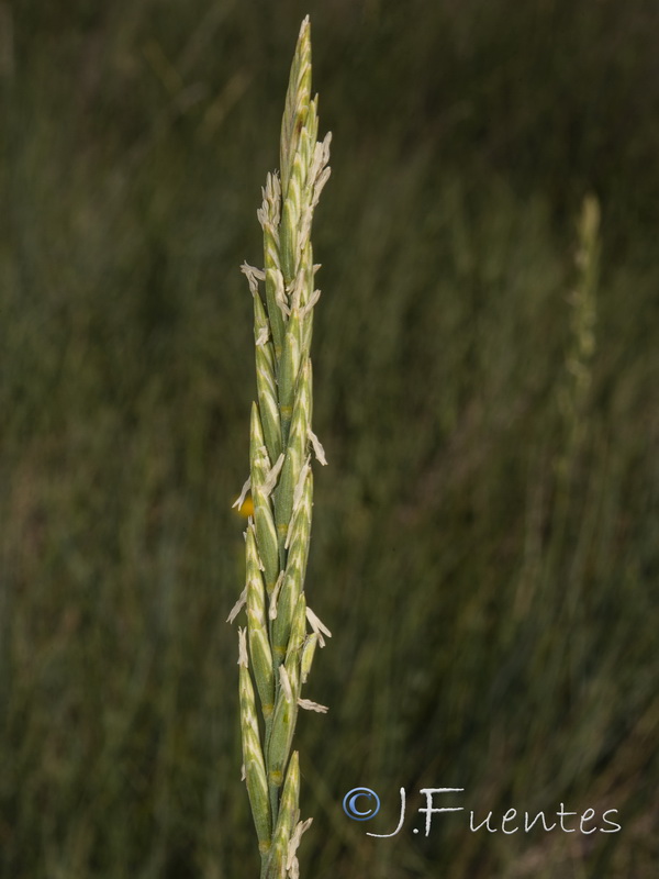 Elymus elongatus elongatus.03