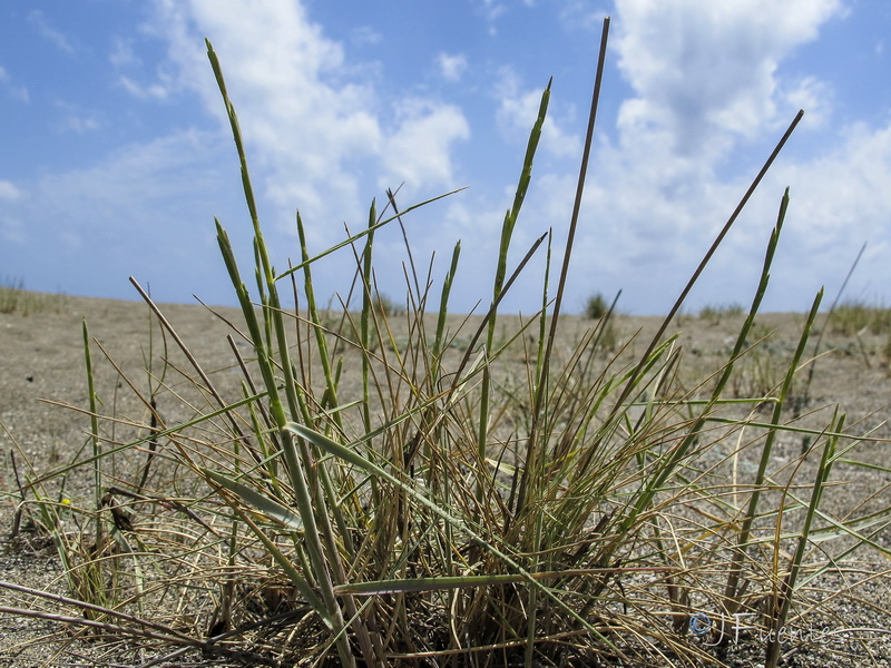 Elymus farctus farctus.01