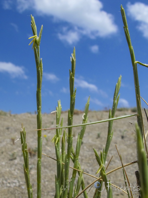 Elymus farctus farctus.04