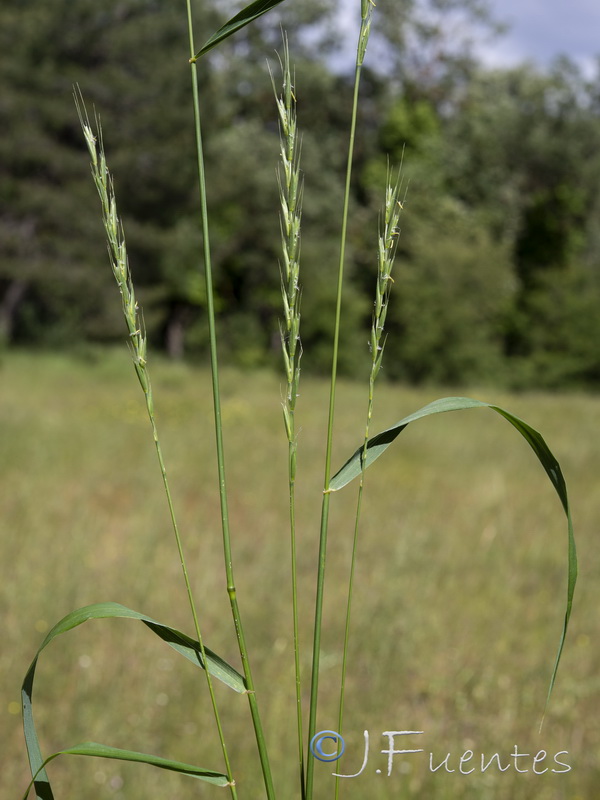 Elymus hispanicu.03