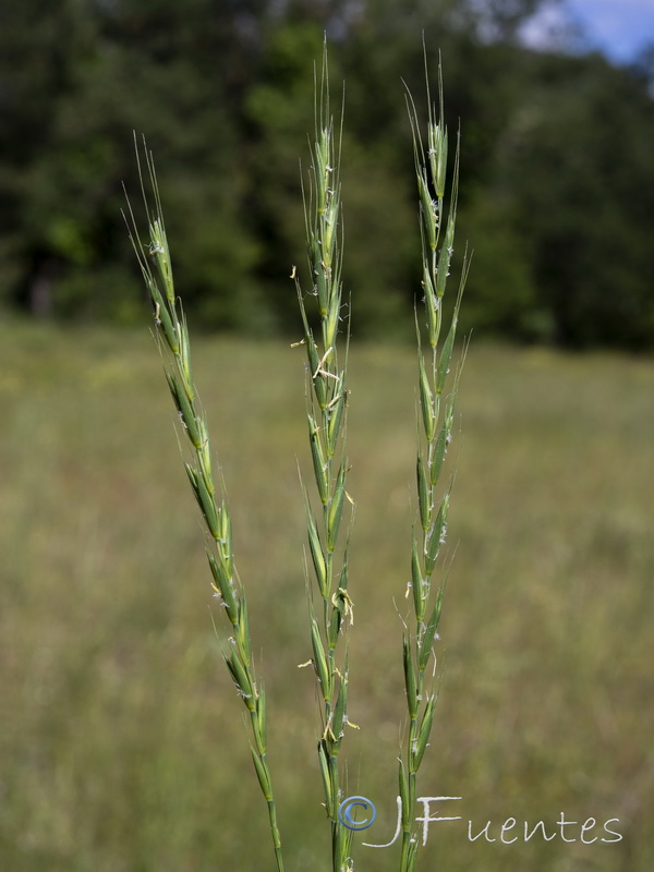 Elymus hispanicu.04