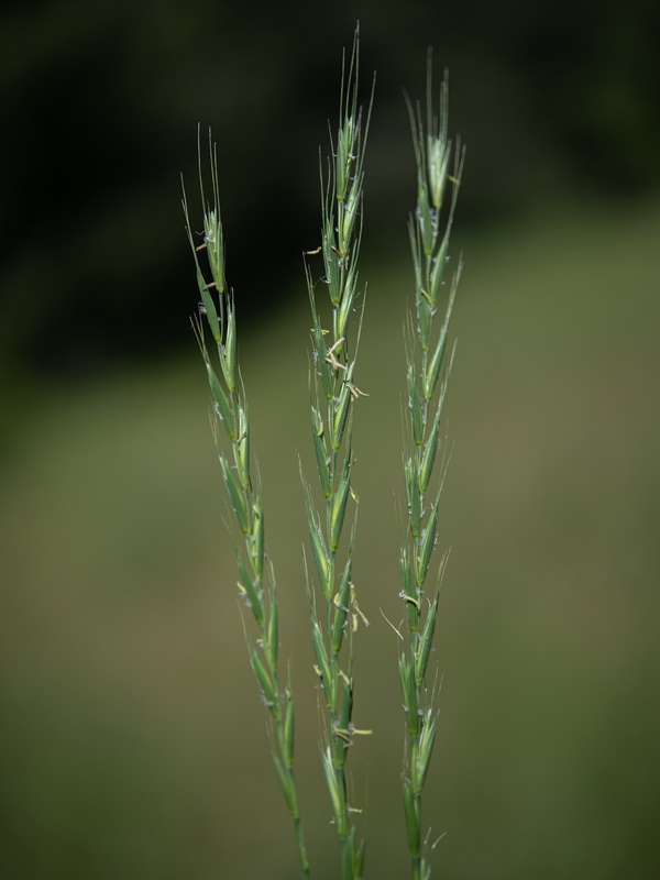 Elymus hispanicu.04