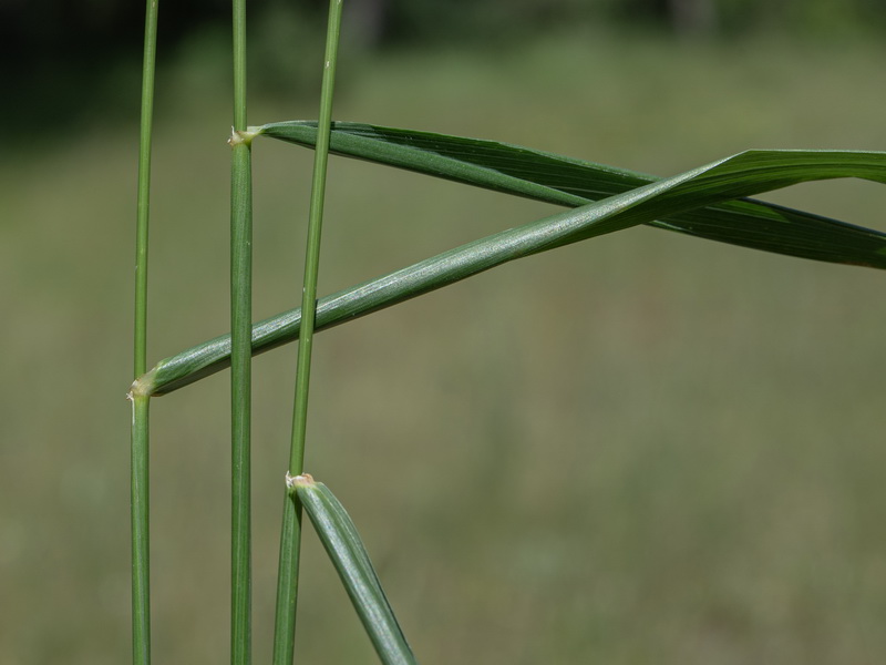 Elymus hispanicu.06