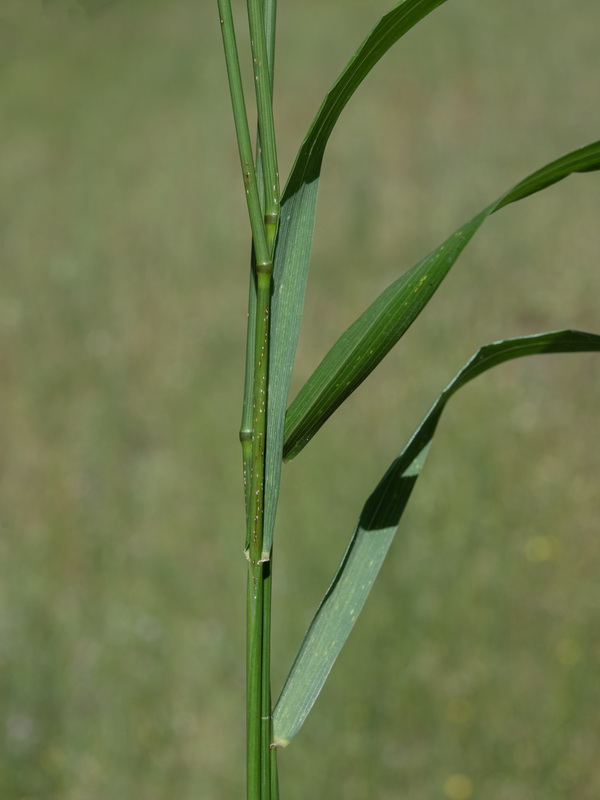 Elymus hispanicu.07