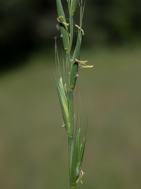 Elymus hispanicu.09