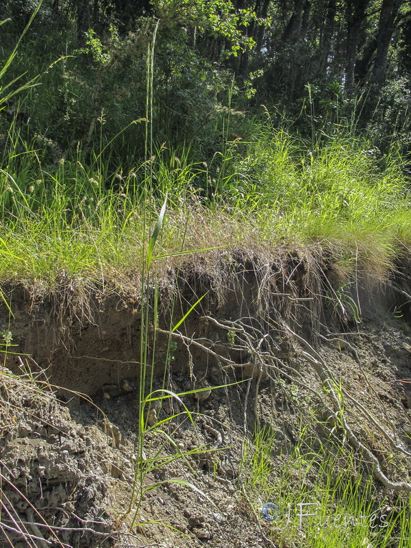 Elymus hispanicus.01