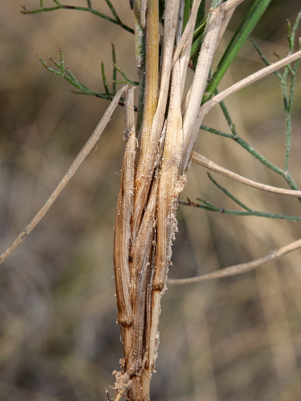 Elymus repens repenss.03