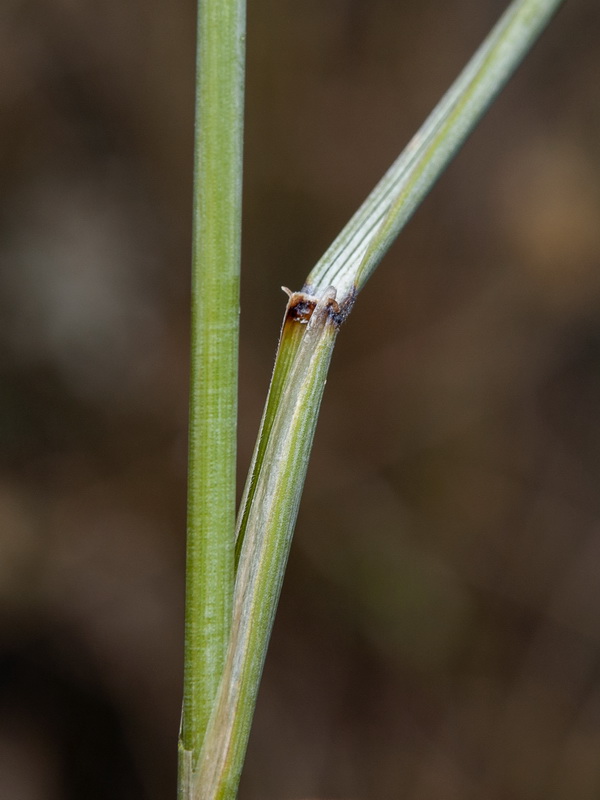 Elymus repens repenss.07