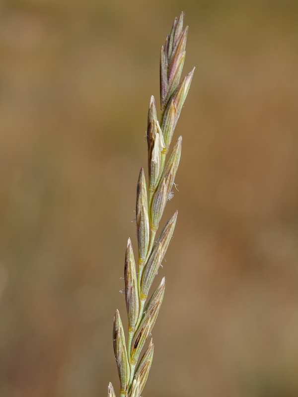 Elymus repens repenss.14