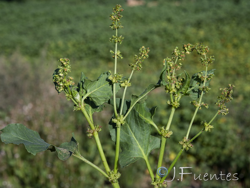 Emex spinosa.03