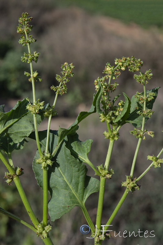 Emex spinosa.04