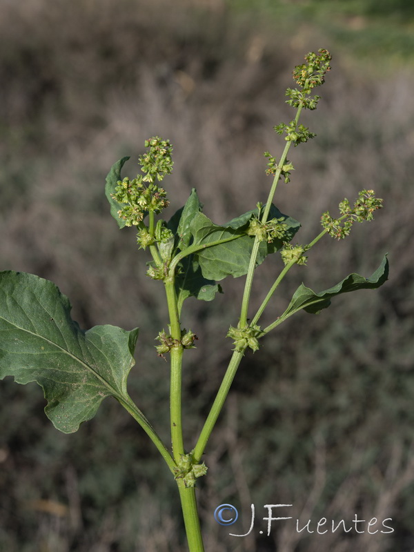 Emex spinosa.05