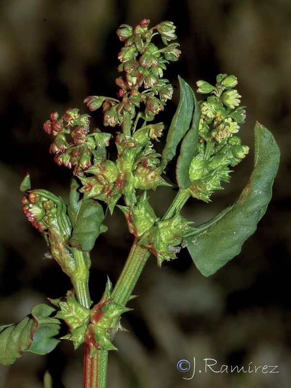 Emex spinosa.06
