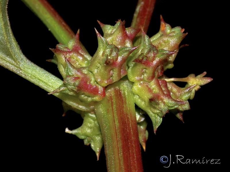 Emex spinosa.09