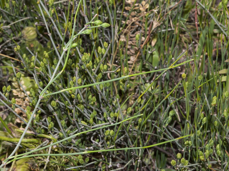 Ephedra distachya.01