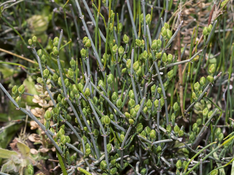 Ephedra distachya.02