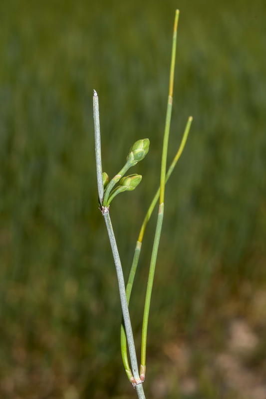 Ephedra distachya.03