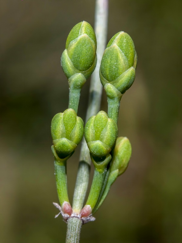 Ephedra distachya.05