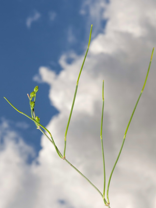 Ephedra distachya.06