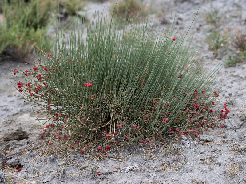 Ephedra distachya distachya.07