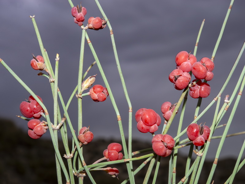 Ephedra distachya distachya.08