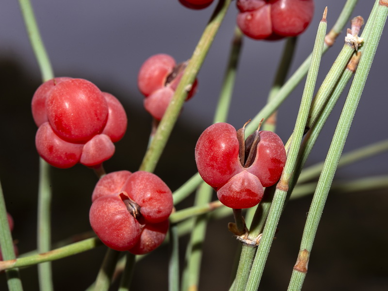 Ephedra distachya distachya.09