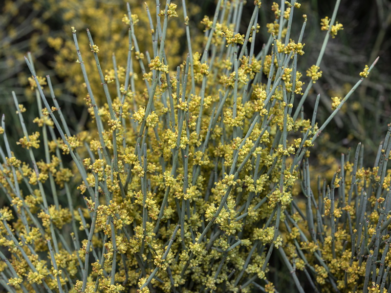 Ephedra fragilis fragilis.07