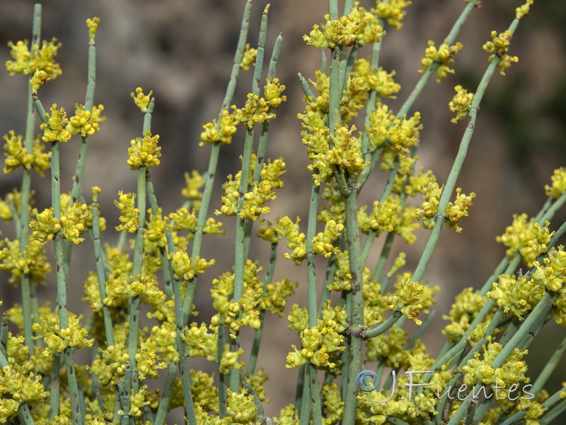 Ephedra fragilis fragilis.17