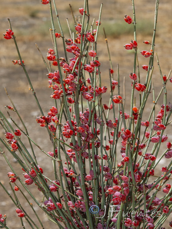 Ephedra fragilis fragilis.20