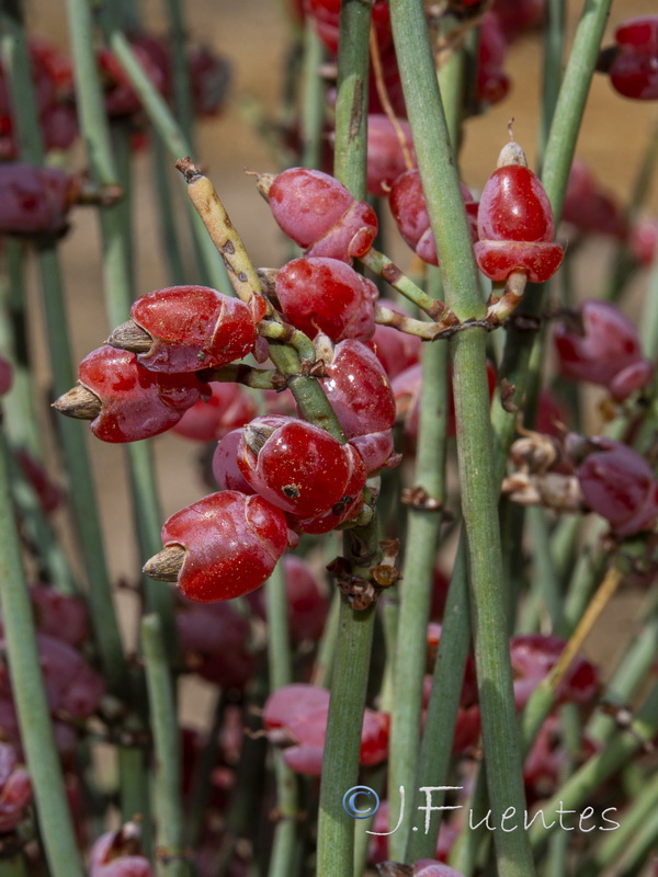 Ephedra fragilis fragilis.23