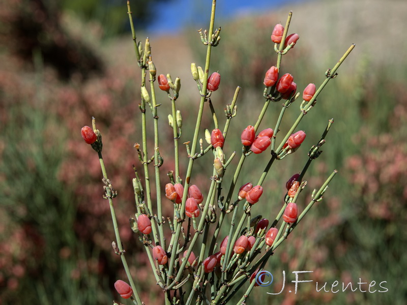 Ephedra fragilis fragilis.21