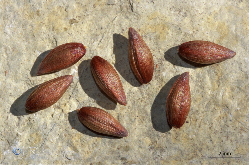 Ephedra fragilis fragilis.28