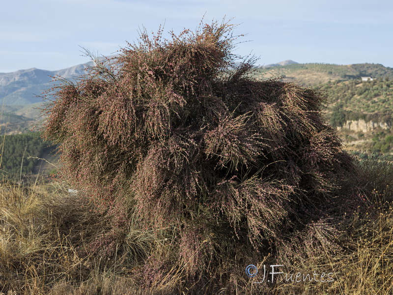 Ephedra fragilis fragilis.29