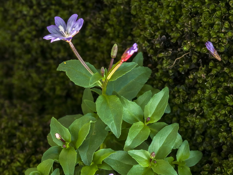 Epilobium alsinifolium.04