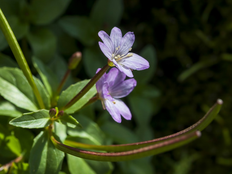 Epilobium alsinifolium.05