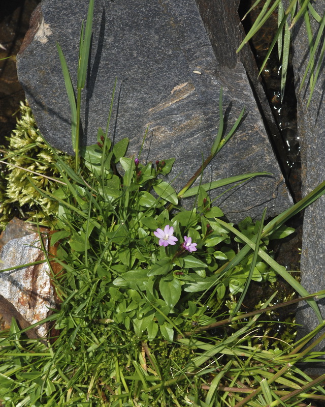 Epilobium alsinifolium.06