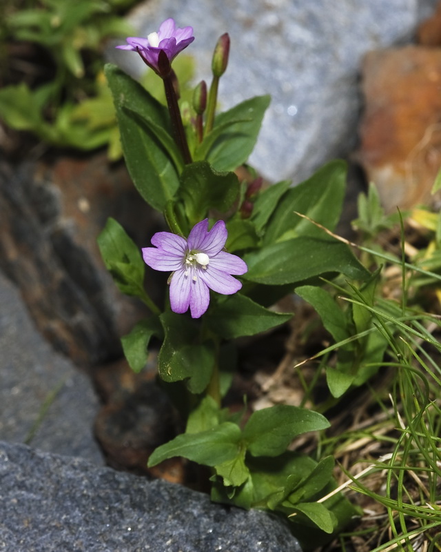 Epilobium alsinifolium.07