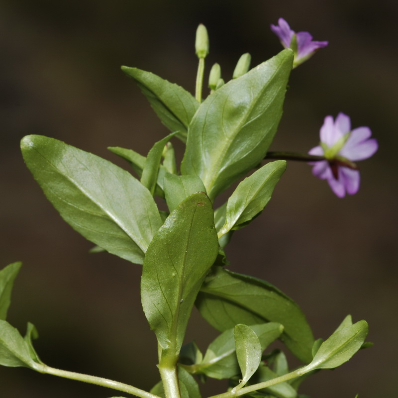 Epilobium alsinifolium.09