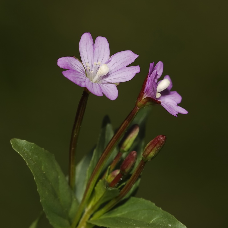 Epilobium alsinifolium.10