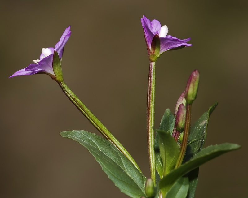 Epilobium alsinifolium.11