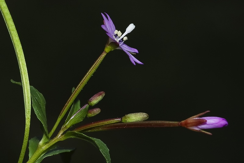 Epilobium alsinifolium.15