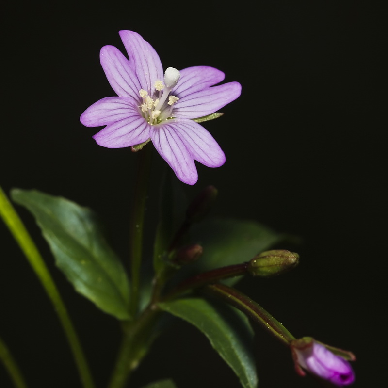 Epilobium alsinifolium.16