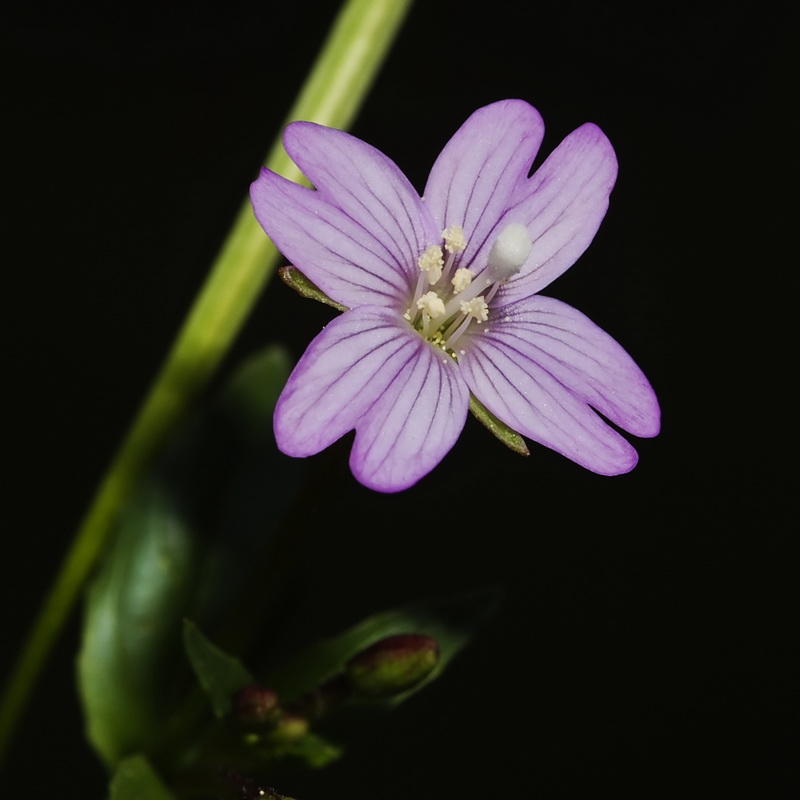 Epilobium alsinifolium.17