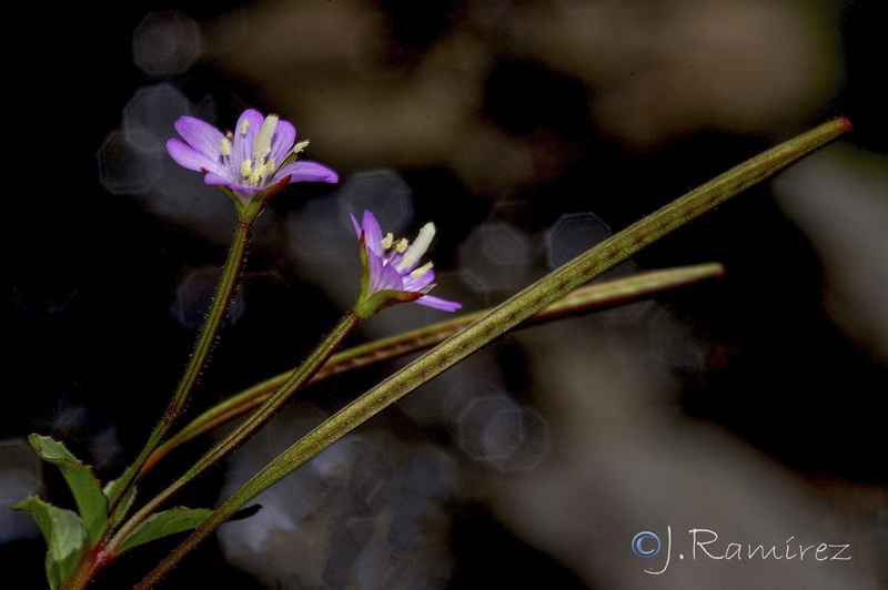 Epilobium alsinifolium.20